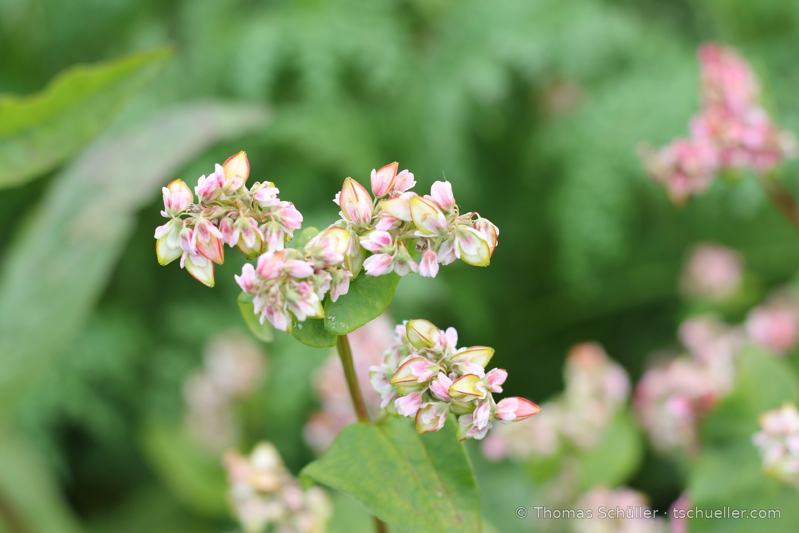 Weiß-rosa Blütenstände des Buchweizens