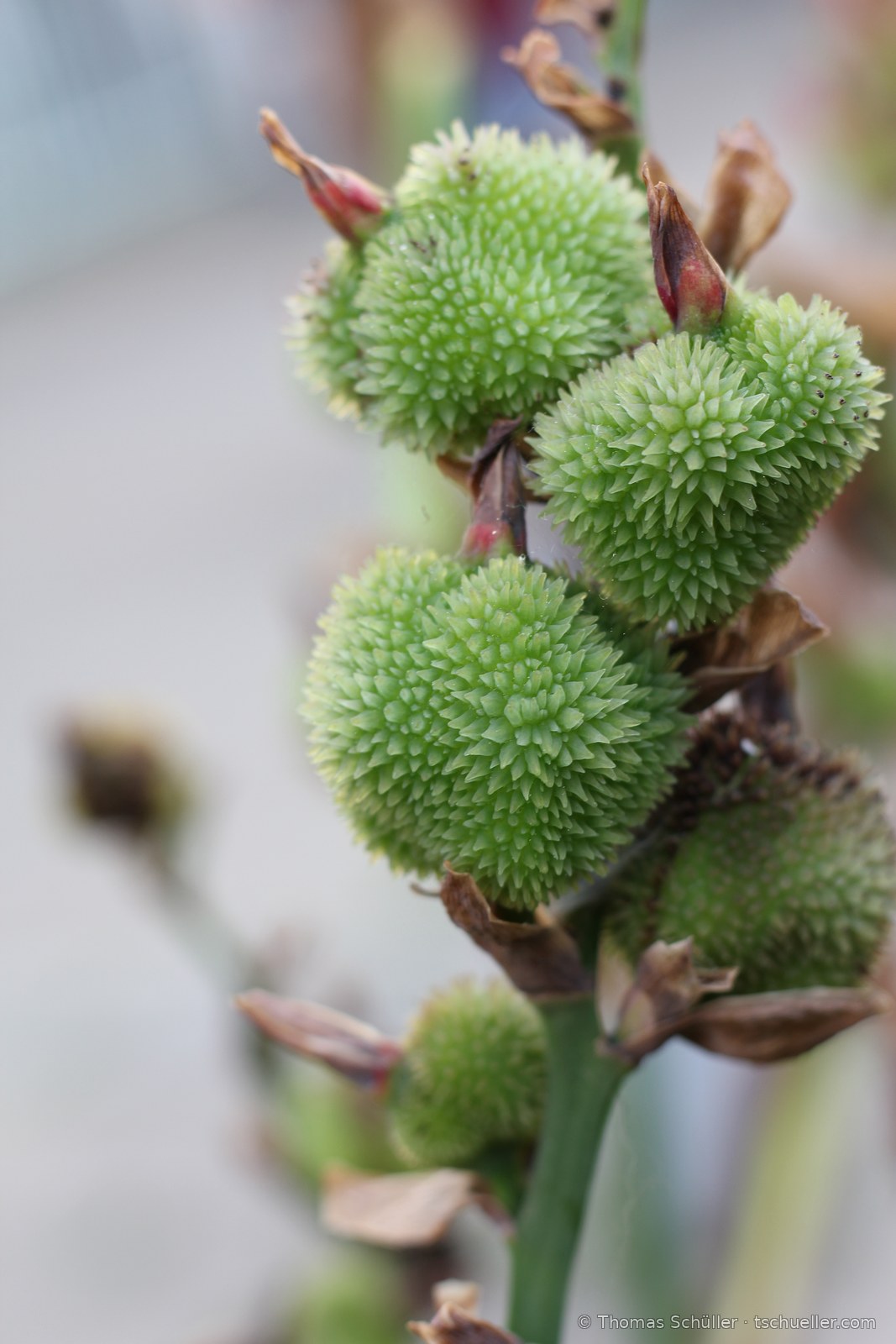 Grüne stachelige Fruchtkapseln des Blumenrohrs