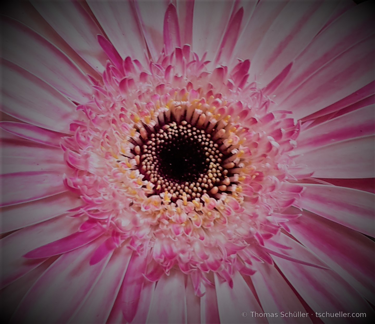 Rosa Gerbera, halbgefüllte Form, Nahaufnahme