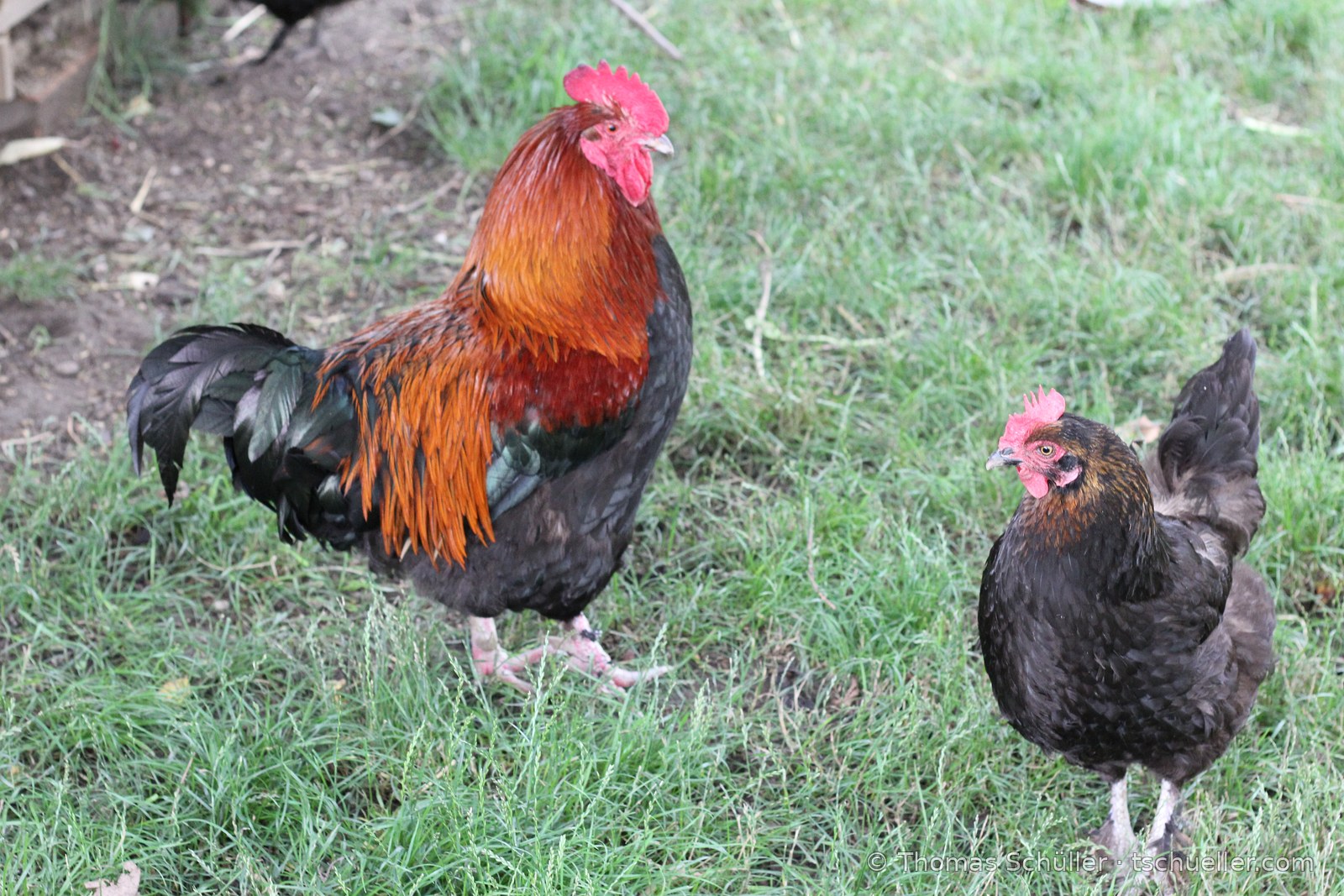 Hahn und Henne auf einer Wiese